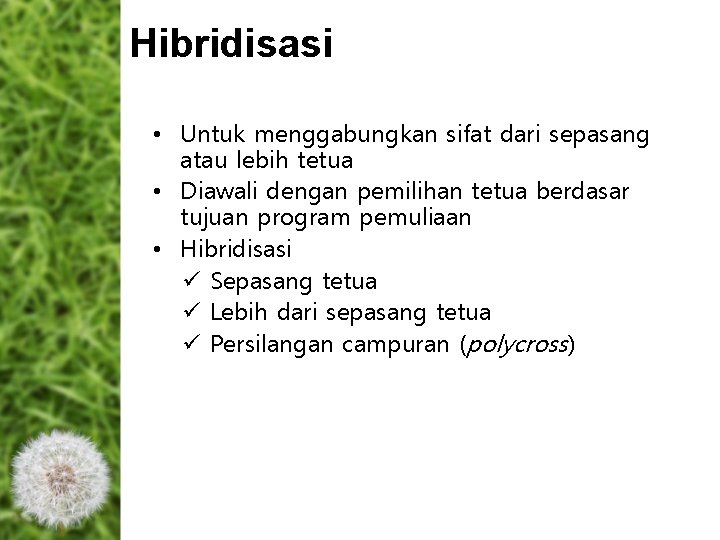 Hibridisasi • Untuk menggabungkan sifat dari sepasang atau lebih tetua • Diawali dengan pemilihan Hibridisasi • Untuk menggabungkan sifat dari sepasang atau lebih tetua • Diawali dengan pemilihan