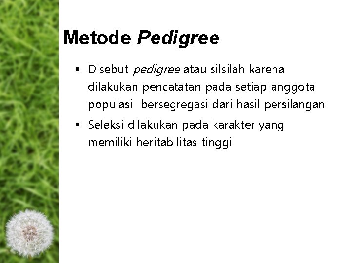 Metode Pedigree § Disebut pedigree atau silsilah karena dilakukan pencatatan pada setiap anggota populasi Metode Pedigree § Disebut pedigree atau silsilah karena dilakukan pencatatan pada setiap anggota populasi