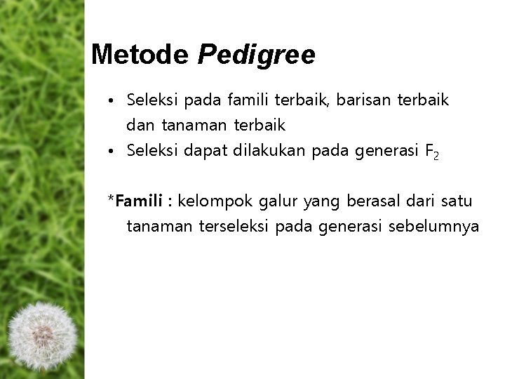 Metode Pedigree • Seleksi pada famili terbaik, barisan terbaik dan tanaman terbaik • Seleksi Metode Pedigree • Seleksi pada famili terbaik, barisan terbaik dan tanaman terbaik • Seleksi