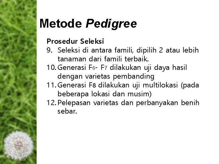 Metode Pedigree Prosedur Seleksi 9. Seleksi di antara famili, dipilih 2 atau lebih tanaman Metode Pedigree Prosedur Seleksi 9. Seleksi di antara famili, dipilih 2 atau lebih tanaman