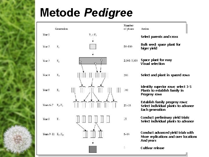 Metode Pedigree Select parents and cross Bulk seed; space plant for higer yield Space Metode Pedigree Select parents and cross Bulk seed; space plant for higer yield Space