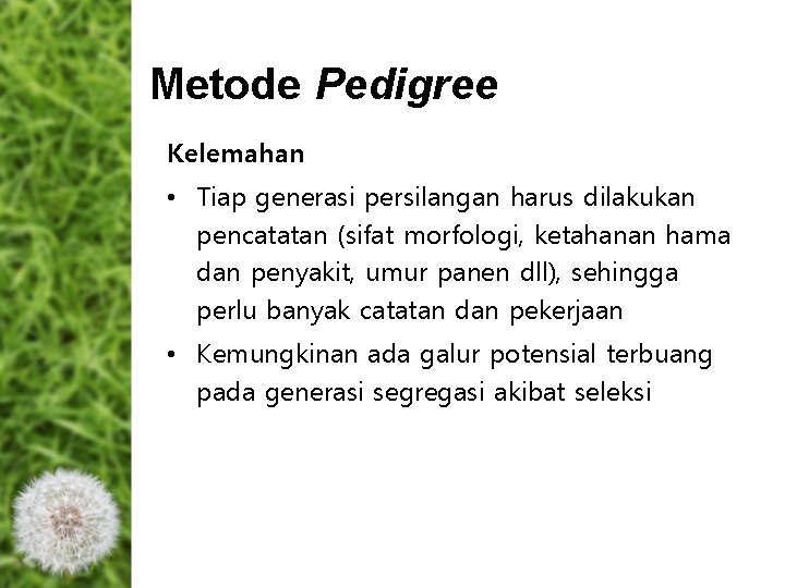 Metode Pedigree Kelemahan • Tiap generasi persilangan harus dilakukan pencatatan (sifat morfologi, ketahanan hama Metode Pedigree Kelemahan • Tiap generasi persilangan harus dilakukan pencatatan (sifat morfologi, ketahanan hama