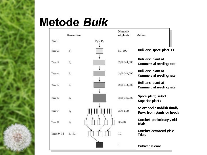 Metode Bulk and space plant F 1 Bulk and plant at Commercial seeding rate Metode Bulk and space plant F 1 Bulk and plant at Commercial seeding rate