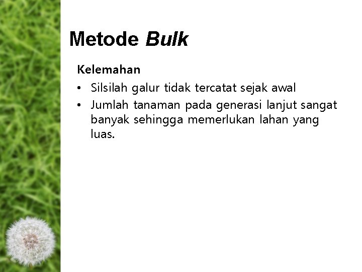 Metode Bulk Kelemahan • Silsilah galur tidak tercatat sejak awal • Jumlah tanaman pada Metode Bulk Kelemahan • Silsilah galur tidak tercatat sejak awal • Jumlah tanaman pada