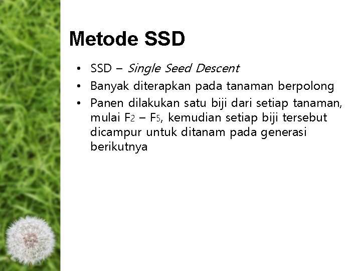 Metode SSD • SSD – Single Seed Descent • Banyak diterapkan pada tanaman berpolong Metode SSD • SSD – Single Seed Descent • Banyak diterapkan pada tanaman berpolong