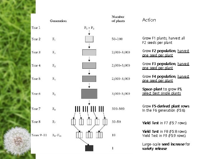 Action Grow F 1 plants, harvest all F 2 seeds per plant Grow F Action Grow F 1 plants, harvest all F 2 seeds per plant Grow F