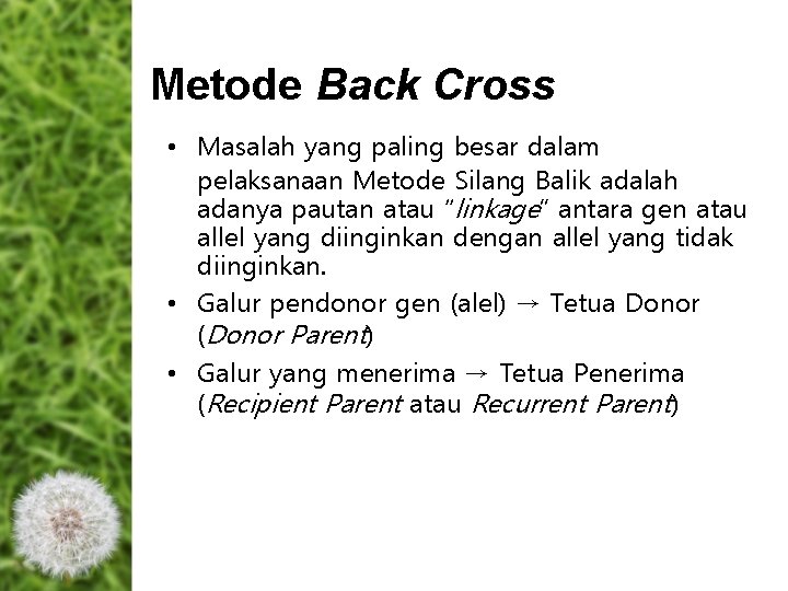 Metode Back Cross • Masalah yang paling besar dalam pelaksanaan Metode Silang Balik adalah Metode Back Cross • Masalah yang paling besar dalam pelaksanaan Metode Silang Balik adalah