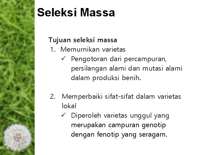 Seleksi Massa Tujuan seleksi massa 1. Memurnikan varietas ü Pengotoran dari percampuran, persilangan alami Seleksi Massa Tujuan seleksi massa 1. Memurnikan varietas ü Pengotoran dari percampuran, persilangan alami