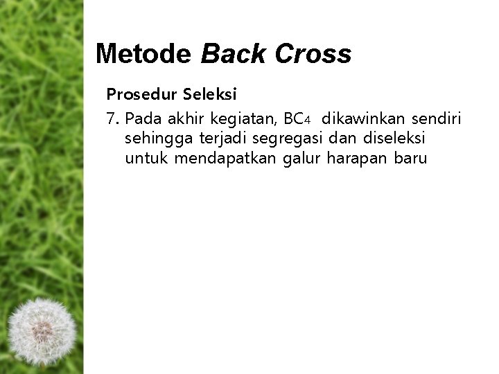 Metode Back Cross Prosedur Seleksi 7. Pada akhir kegiatan, BC 4 dikawinkan sendiri sehingga Metode Back Cross Prosedur Seleksi 7. Pada akhir kegiatan, BC 4 dikawinkan sendiri sehingga