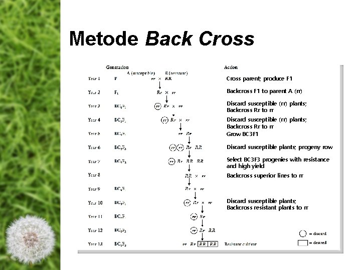 Metode Back Cross parent; produce F 1 Backcross F 1 to parent A (rr) Metode Back Cross parent; produce F 1 Backcross F 1 to parent A (rr)