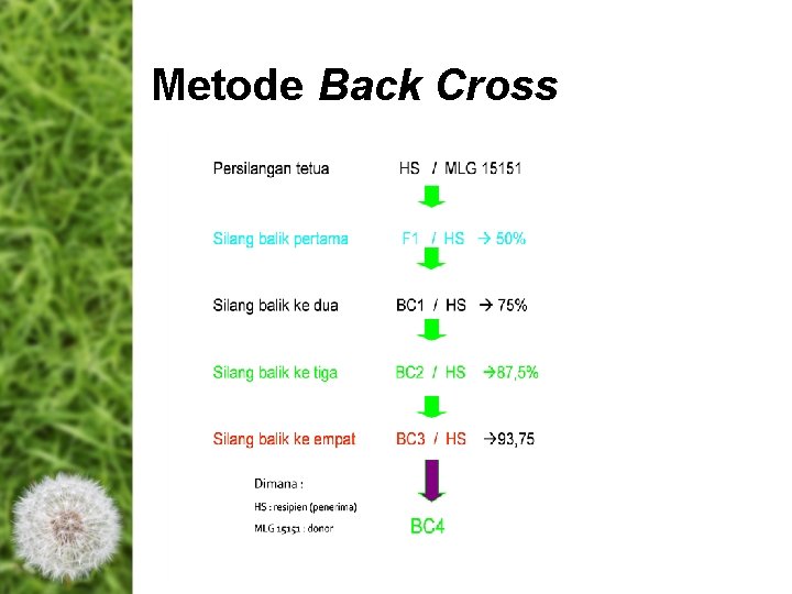 Metode Back Cross Metode Back Cross