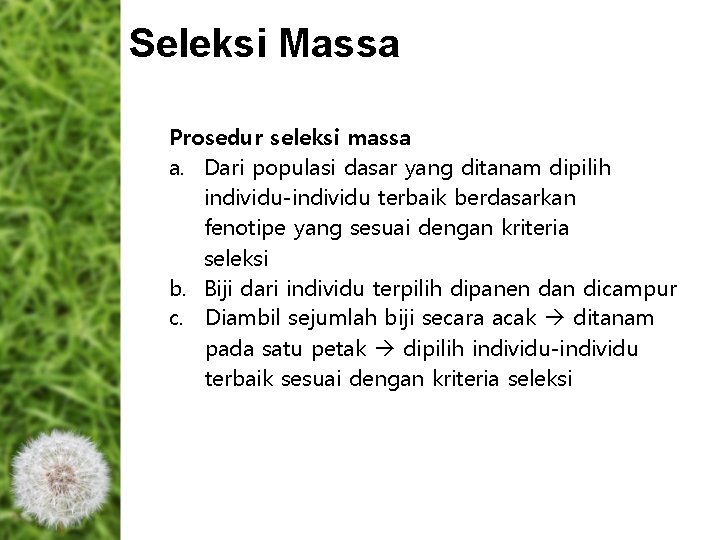 Seleksi Massa Prosedur seleksi massa a. Dari populasi dasar yang ditanam dipilih individu-individu terbaik Seleksi Massa Prosedur seleksi massa a. Dari populasi dasar yang ditanam dipilih individu-individu terbaik