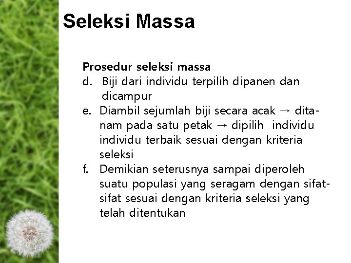 Seleksi Massa Prosedur seleksi massa d. Biji dari individu terpilih dipanen dan dicampur e. Seleksi Massa Prosedur seleksi massa d. Biji dari individu terpilih dipanen dan dicampur e.