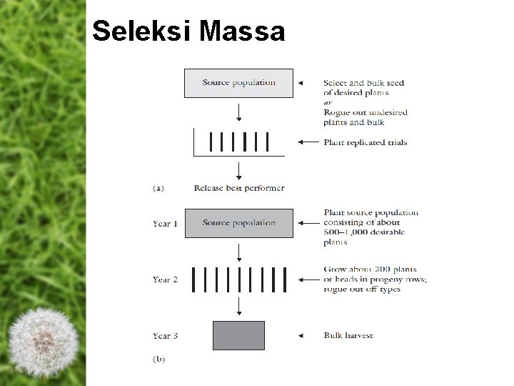Seleksi Massa Seleksi Massa
