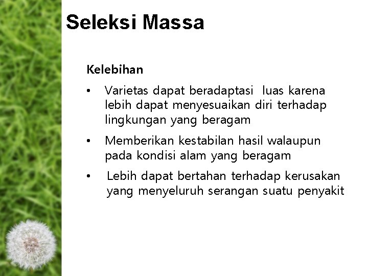 Seleksi Massa Kelebihan • Varietas dapat beradaptasi luas karena lebih dapat menyesuaikan diri terhadap Seleksi Massa Kelebihan • Varietas dapat beradaptasi luas karena lebih dapat menyesuaikan diri terhadap