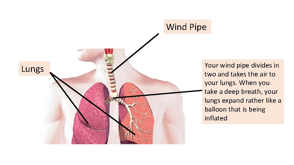 Wind Pipe Lungs Your wind pipe divides in two and takes the air to