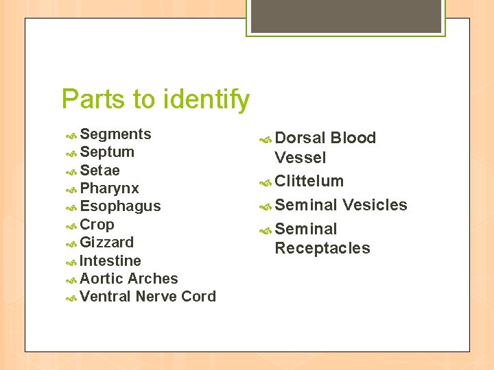 Parts to identify Segments Septum Setae Pharynx Esophagus Crop Gizzard Intestine Aortic Arches Ventral