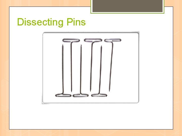 Dissecting Pins 