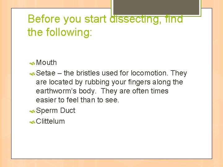 Before you start dissecting, find the following: Mouth Setae – the bristles used for