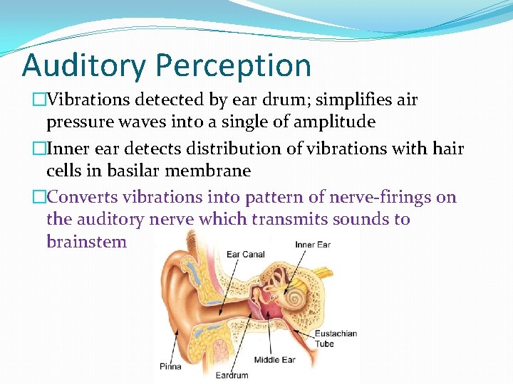 Auditory Perception �Vibrations detected by ear drum; simplifies air pressure waves into a single