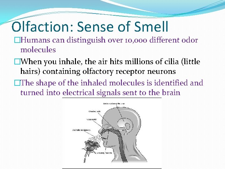Olfaction: Sense of Smell �Humans can distinguish over 10, 000 different odor molecules �When