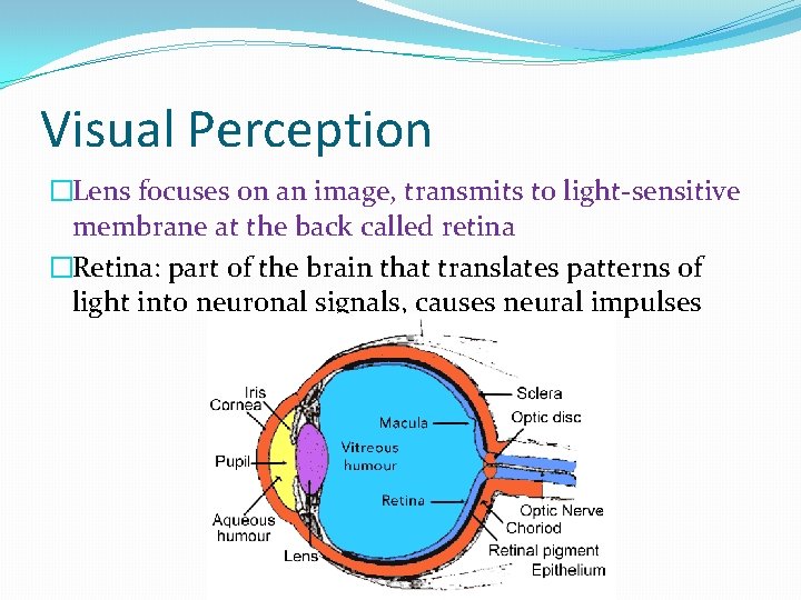 Visual Perception �Lens focuses on an image, transmits to light-sensitive membrane at the back