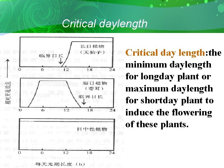 Critical daylength Critical day length: the minimum daylength for longday plant or maximum daylength