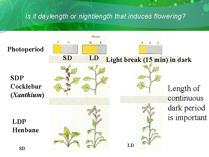 Is it daylength or nightlength that induces flowering? Photoperiod SD LD Light break (15