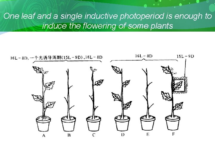 One leaf and a single inductive photoperiod is enough to induce the flowering of