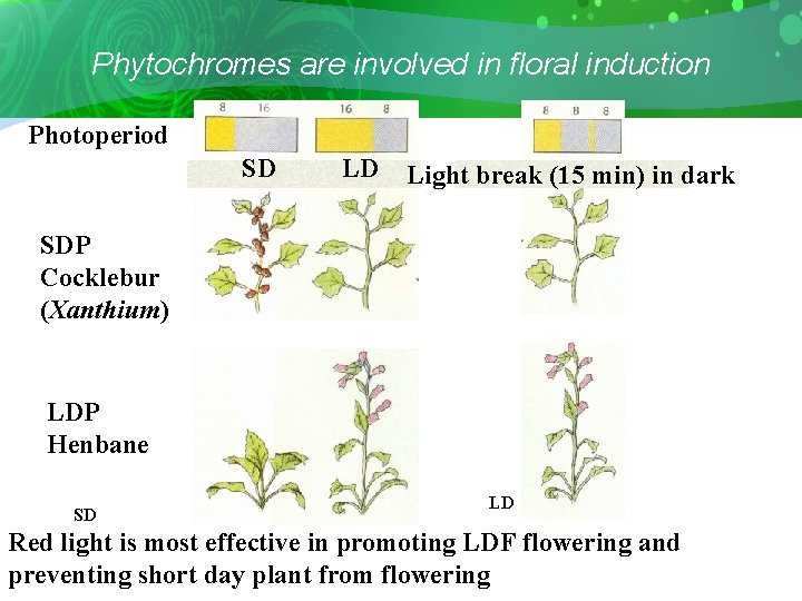 Phytochromes are involved in floral induction Photoperiod SD LD Light break (15 min) in