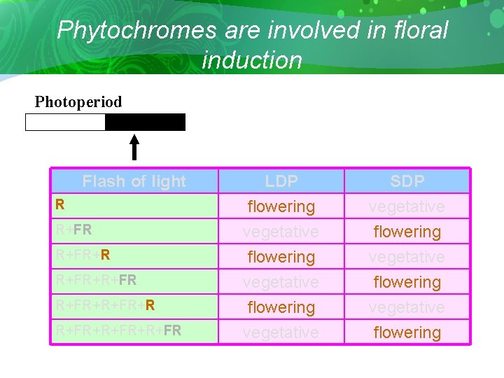 Phytochromes are involved in floral induction Photoperiod Flash of light R R+FR+R+FR+R R+FR+R+FR LDP