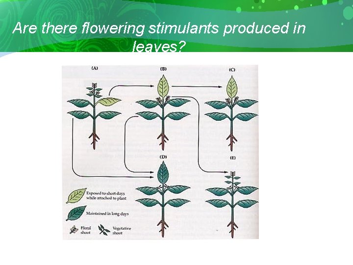 Are there flowering stimulants produced in leaves? 