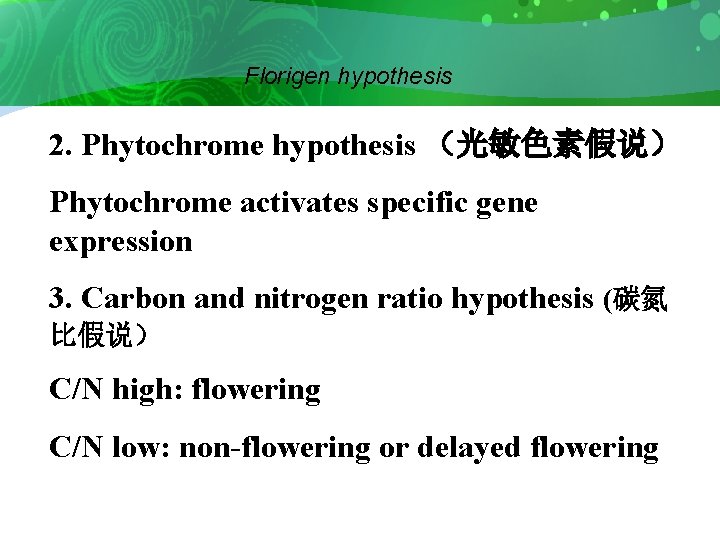 Florigen hypothesis 2. Phytochrome hypothesis （光敏色素假说） Phytochrome activates specific gene expression 3. Carbon and