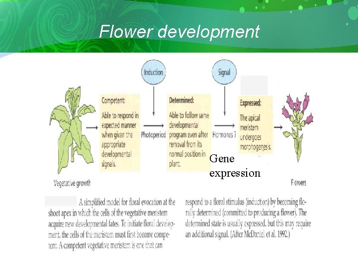 Flower development Gene expression 