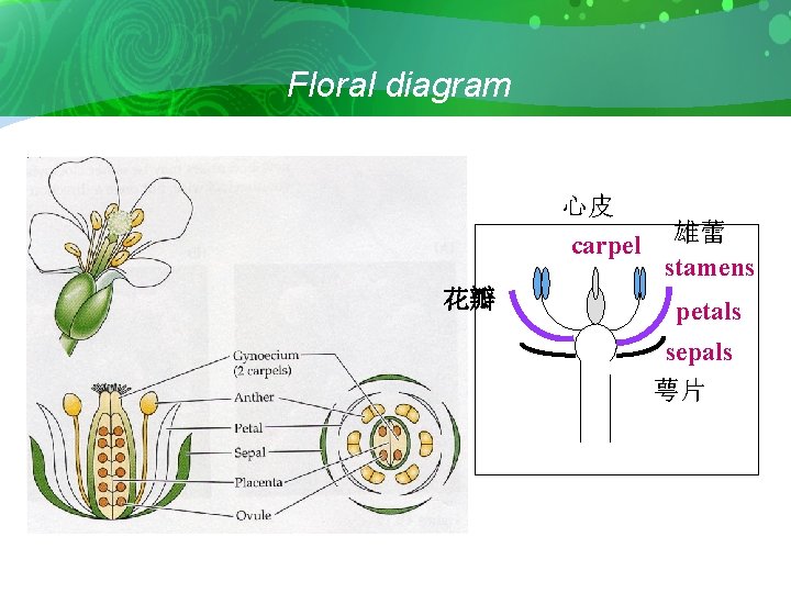 Floral diagram 心皮 carpel 花瓣 雄蕾 stamens petals sepals 萼片 