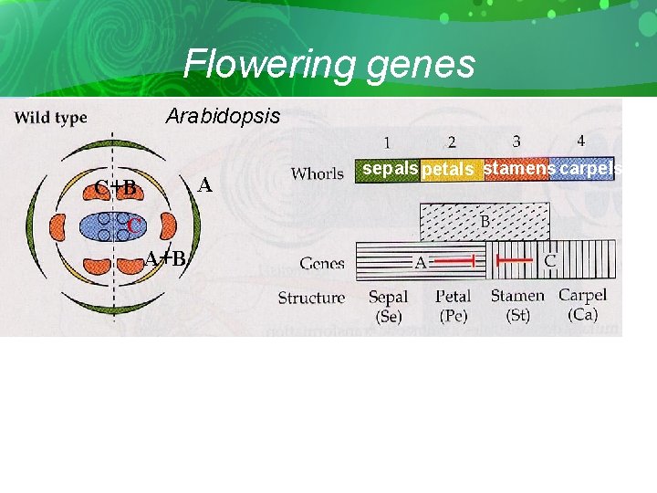 Flowering genes Arabidopsis A C+B C A+B sepals petals stamens carpels 