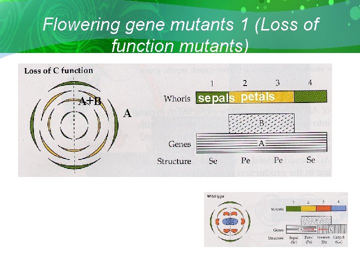 Flowering gene mutants 1 (Loss of function mutants) A+B sepals petals A 