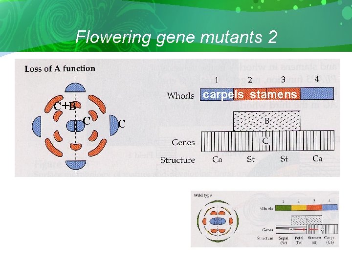 Flowering gene mutants 2 carpels stamens C+B C C 