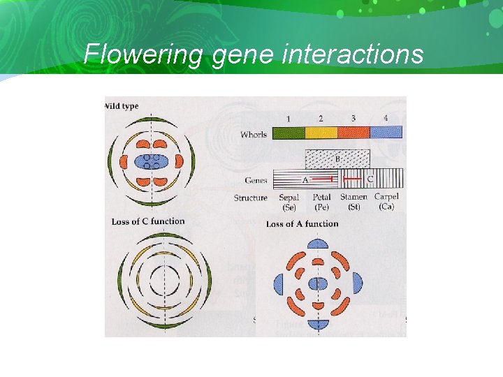 Flowering gene interactions 