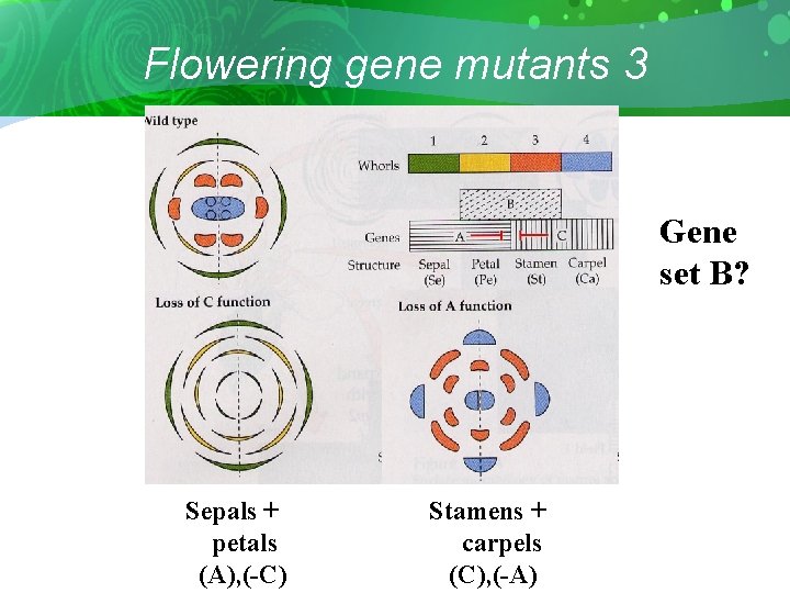 Flowering gene mutants 3 Gene set B? Sepals + petals (A), (-C) Stamens +