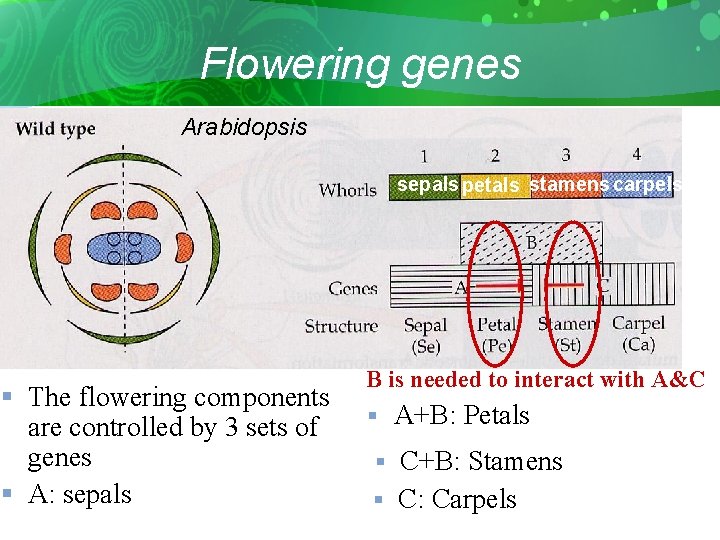 Flowering genes Arabidopsis sepals petals stamens carpels § The flowering components are controlled by