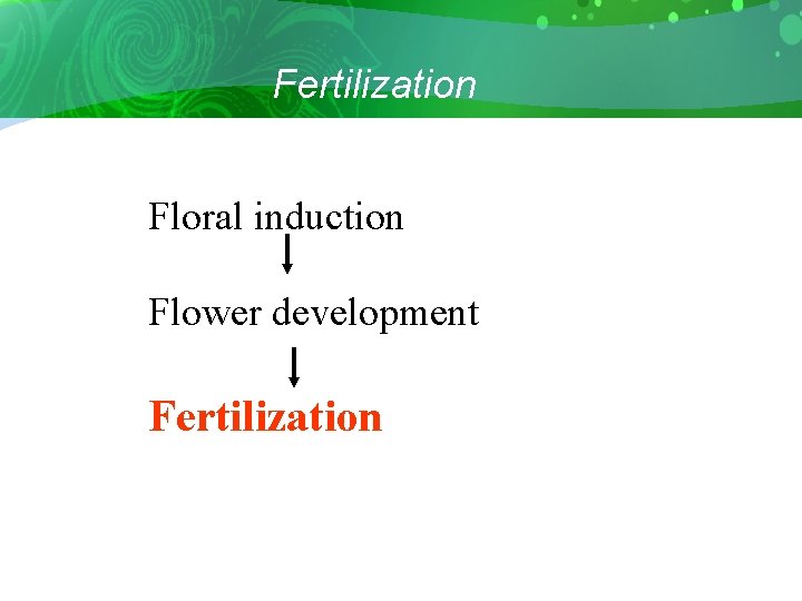 Fertilization Floral induction Flower development Fertilization 