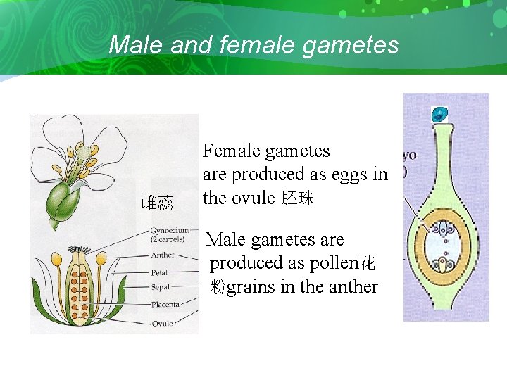 Male and female gametes 雌蕊 Female gametes are produced as eggs in the ovule