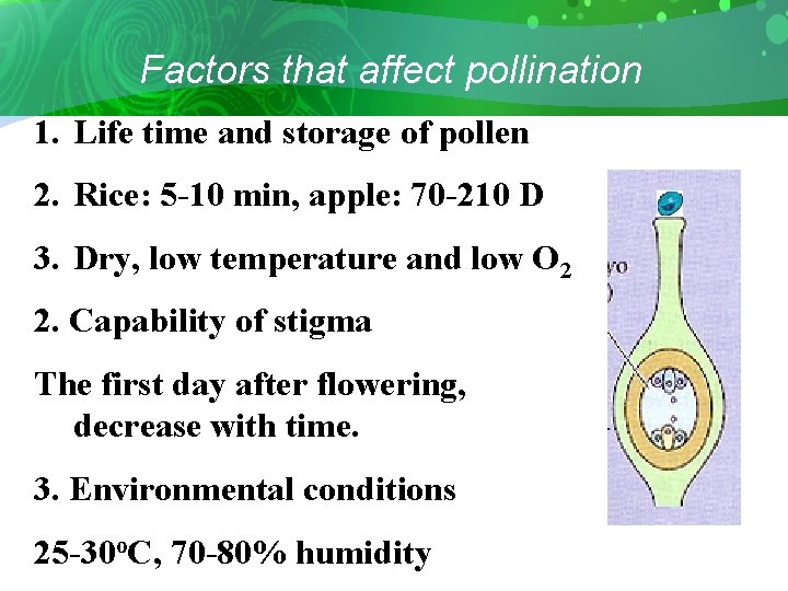 Factors that affect pollination 1. Life time and storage of pollen 2. Rice: 5