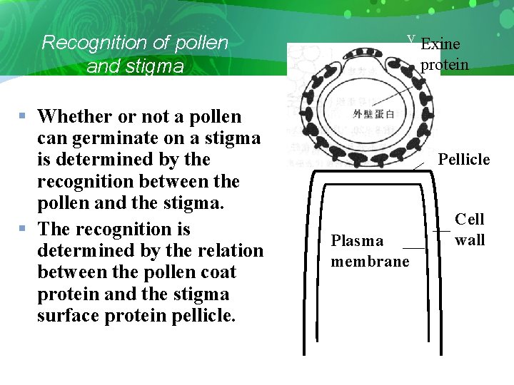 Recognition of pollen and stigma § Whether or not a pollen can germinate on
