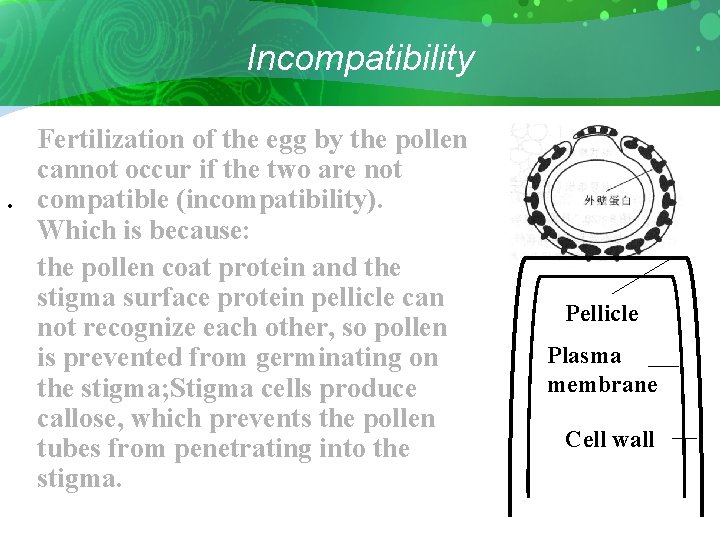 Incompatibility Fertilization of the egg by the pollen cannot occur if the two are