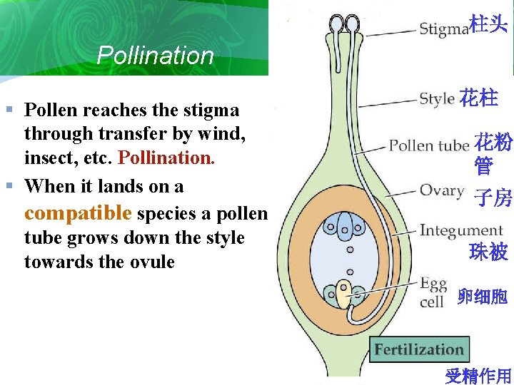 柱头 Pollination 花柱 § Pollen reaches the stigma through transfer by wind, insect, etc.