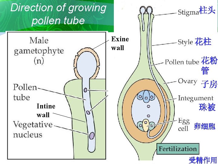 Direction of growing pollen tube 柱头 Exine wall 花柱 花粉 管 子房 Intine wall