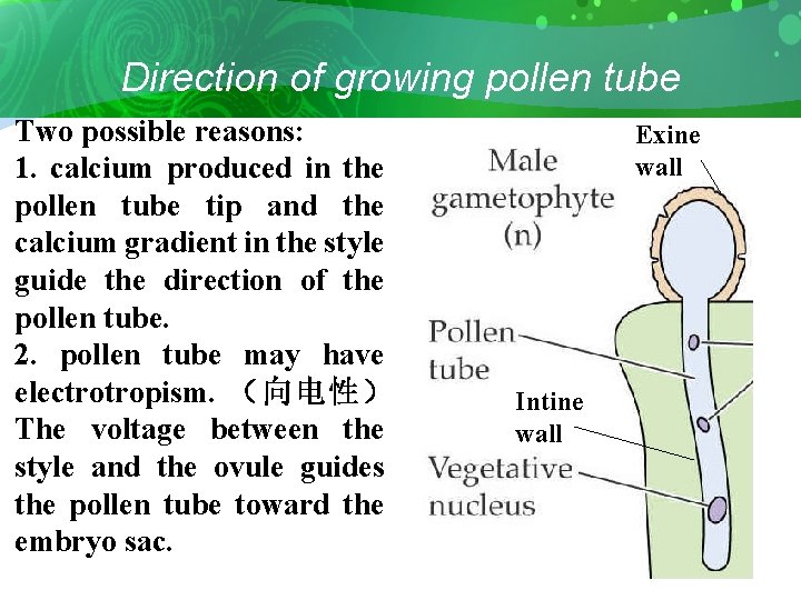 Direction of growing pollen tube Two possible reasons: 1. calcium produced in the pollen