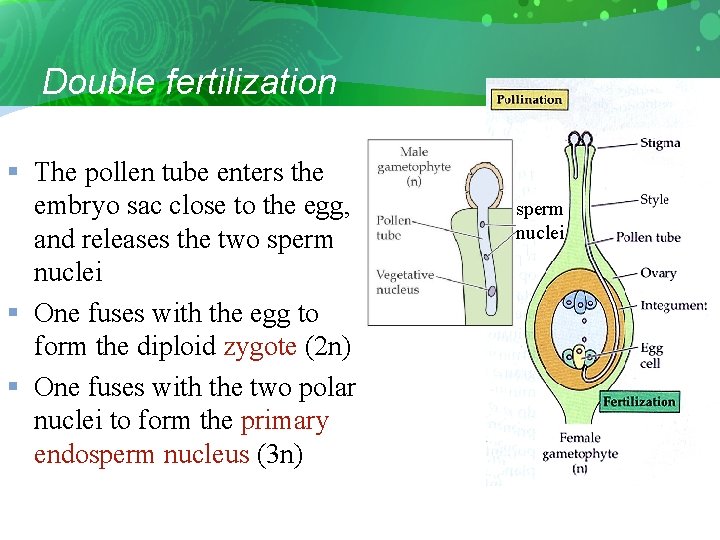 Double fertilization § The pollen tube enters the embryo sac close to the egg,